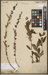 Foto von Salix purpurea L. x Salix viminalis L.